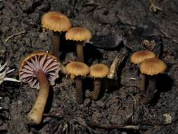 Hygrocybe lilaceolamellata (G. Stev.) E. Horak 1971的圖片