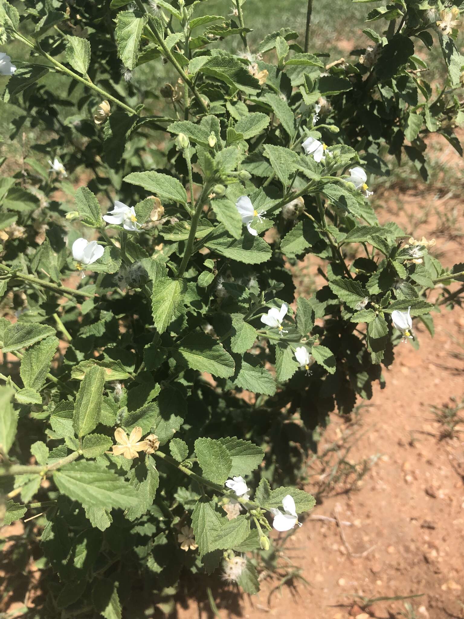 Imagem de Hibiscus meyeri subsp. transvaalensis (Exell) Exell