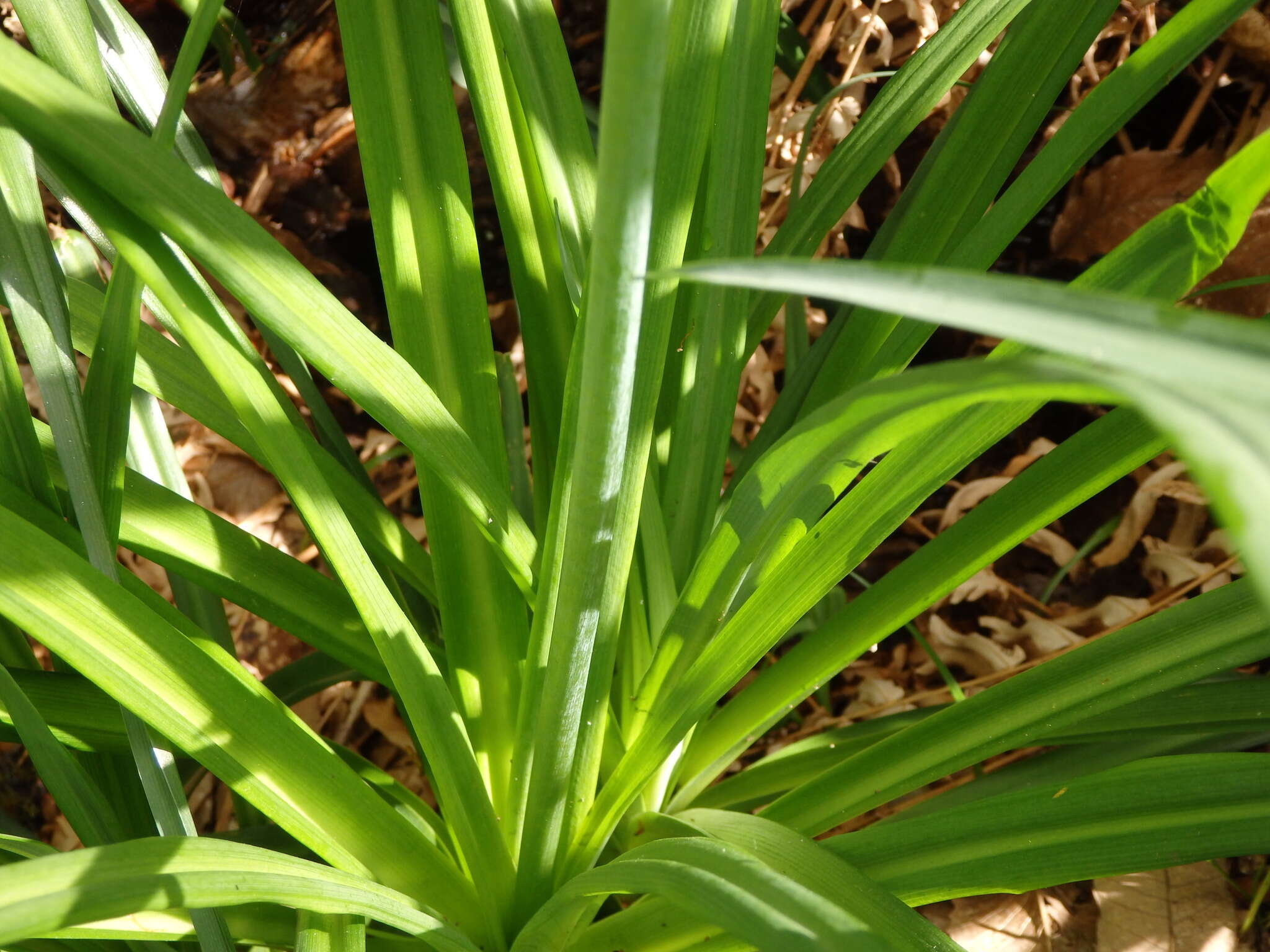 Image of Paradisea lusitanica (Cout.) Samp.