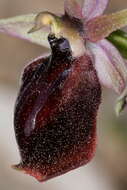 Image of Horseshoe bee-orchid