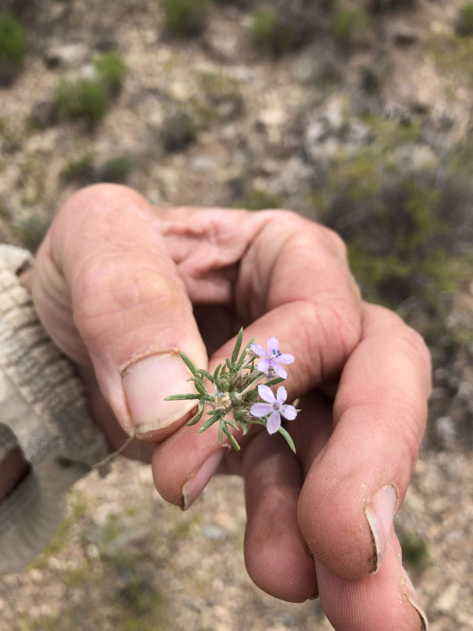 Image of dwarf ipomopsis