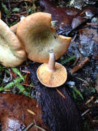 Image of Lactarius deliciosus (L.) Gray