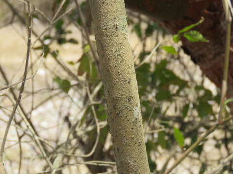 Image of Trichilia trifolia L.