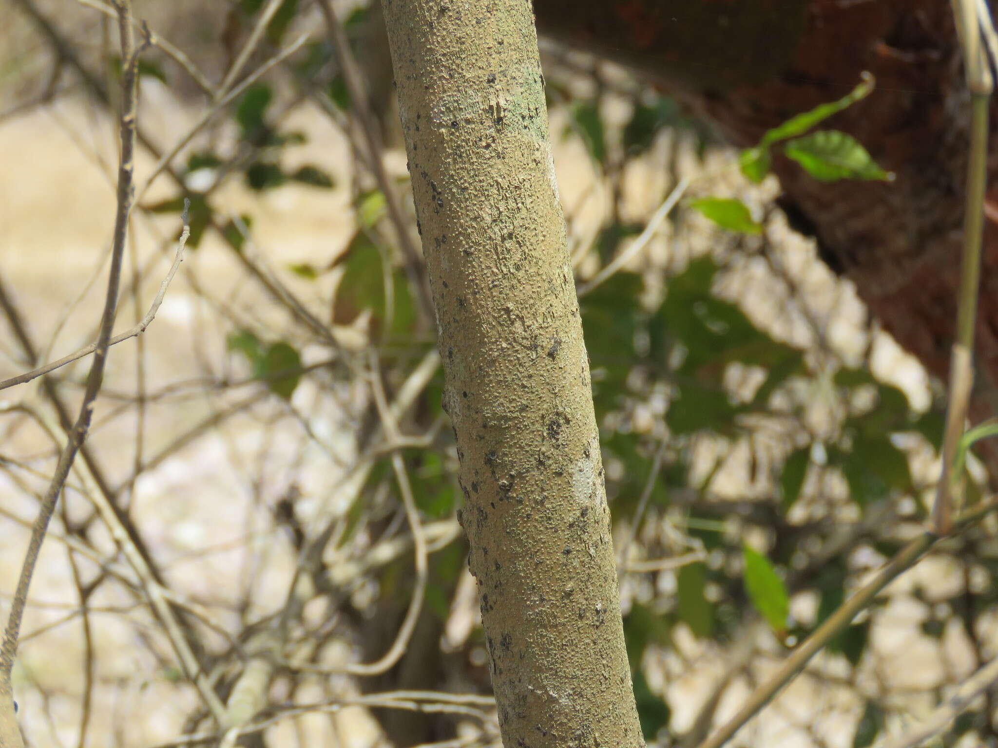 Image de Trichilia trifolia L.