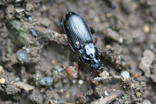 Image of Pterostichus (Pseudomaseus) anthracinus (Illiger 1798)