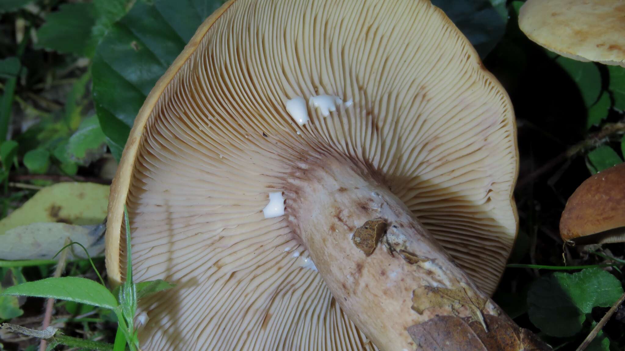 Image of Lactarius rubrocinctus Fr. 1863