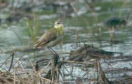 Image of Motacilla tschutschensis tschutschensis Gmelin & JF 1789