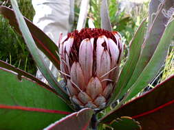 Image of Protea lorifolia (Salisb. ex Knight) Fourc.