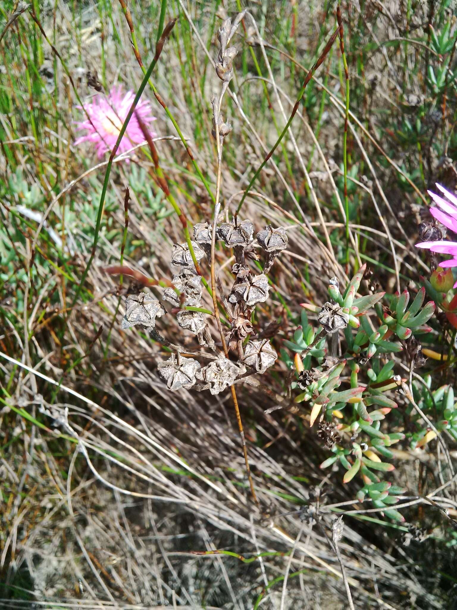 صورة Lampranthus densifolius (L. Bol.) L. Bol.