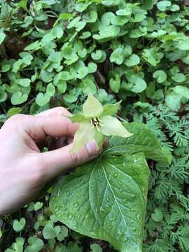 Imagem de Trillium erectum var. erectum