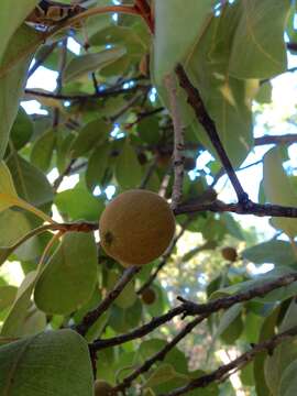 Image of Santol