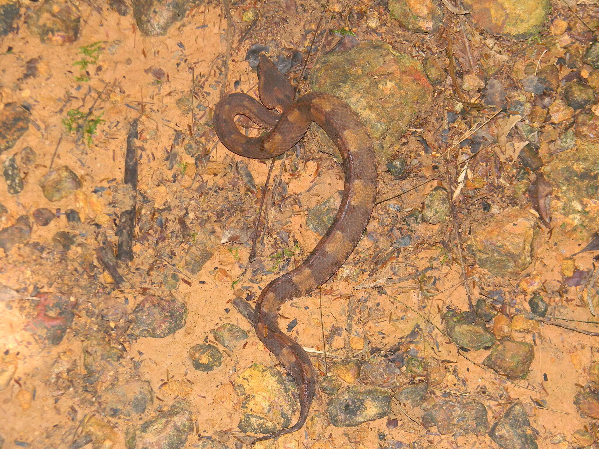 Image of Hognosed Pit Viper