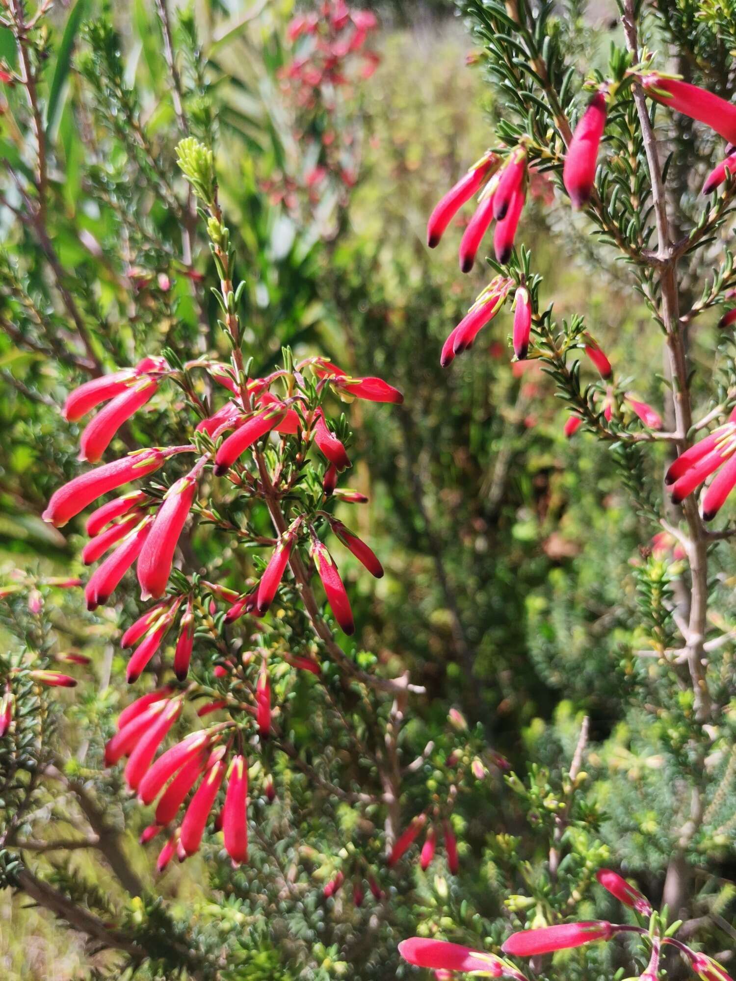 Imagem de Erica chloroloma Lindl.