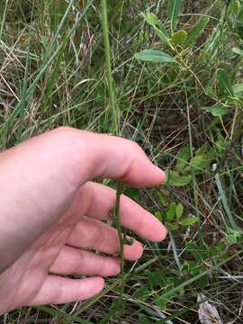 Plancia ëd Balduina uniflora Nutt.