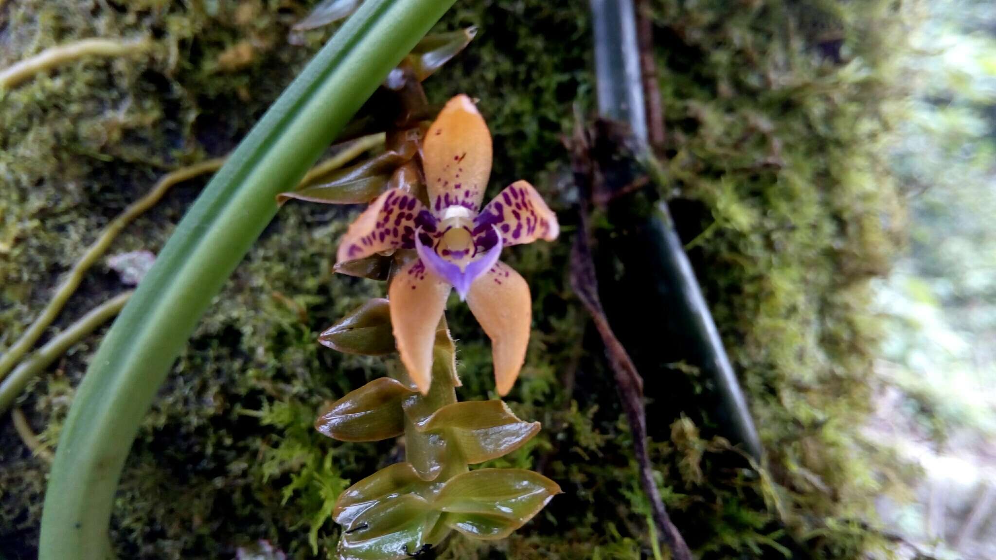 Dichaea muricatoides Hamer & Garay的圖片