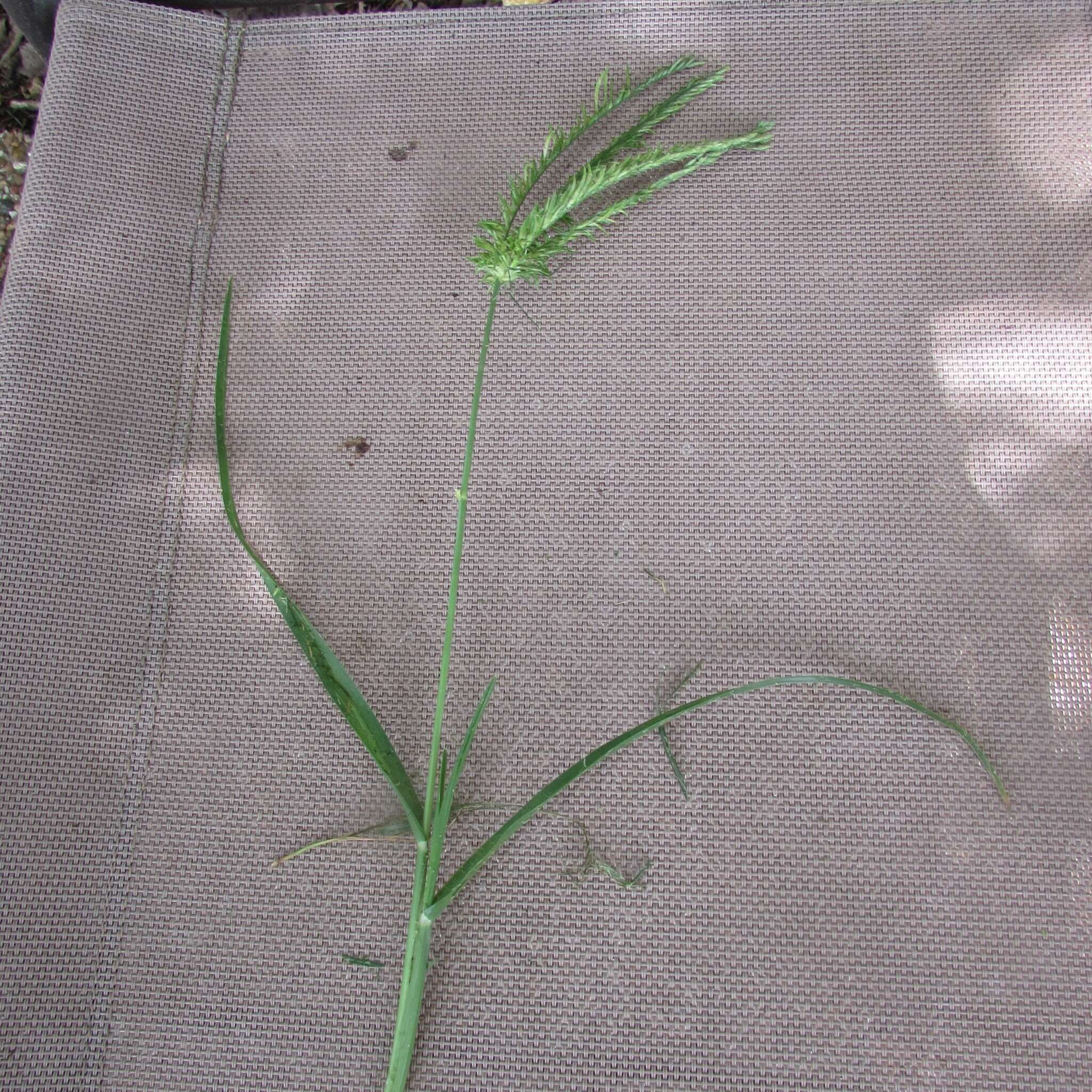 Image of Indian goosegrass