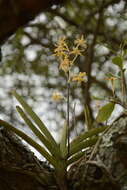 Image of Vanda testacea (Lindl.) Rchb. fil.