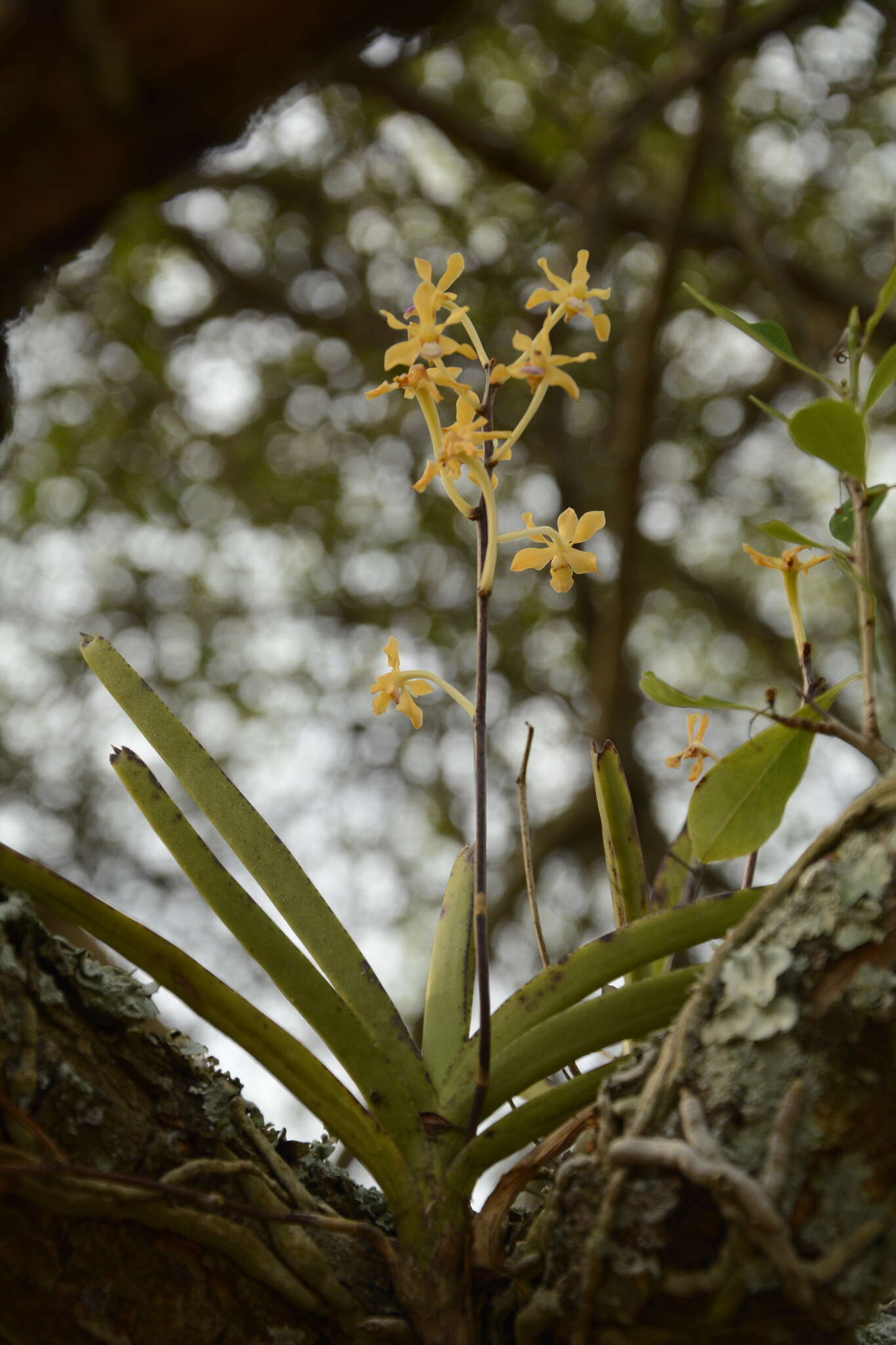 Image of Vanda testacea (Lindl.) Rchb. fil.