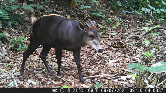 Image of yellow-backed duiker