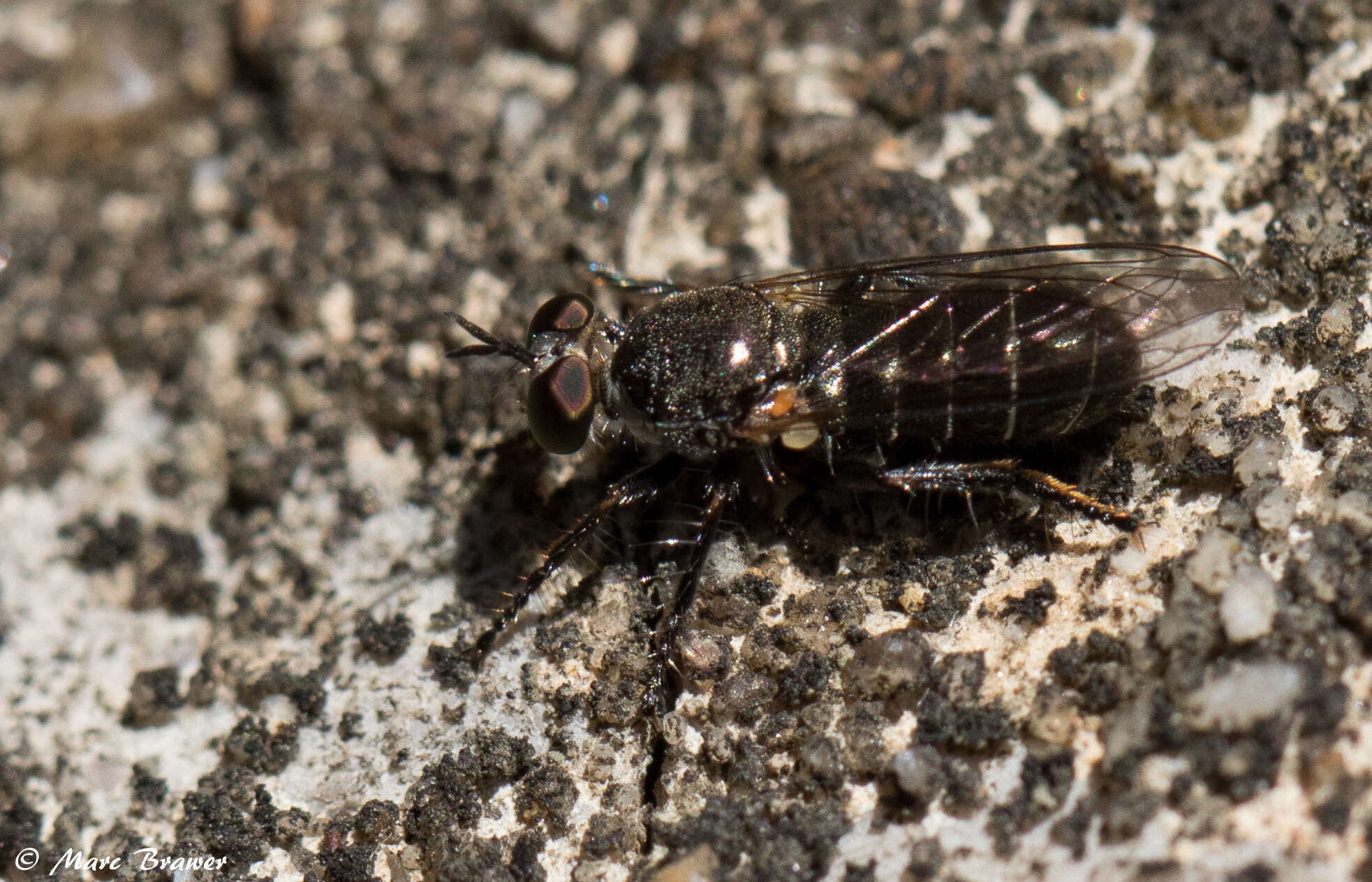 Image of Atomosia puella (Wiedemann 1828)