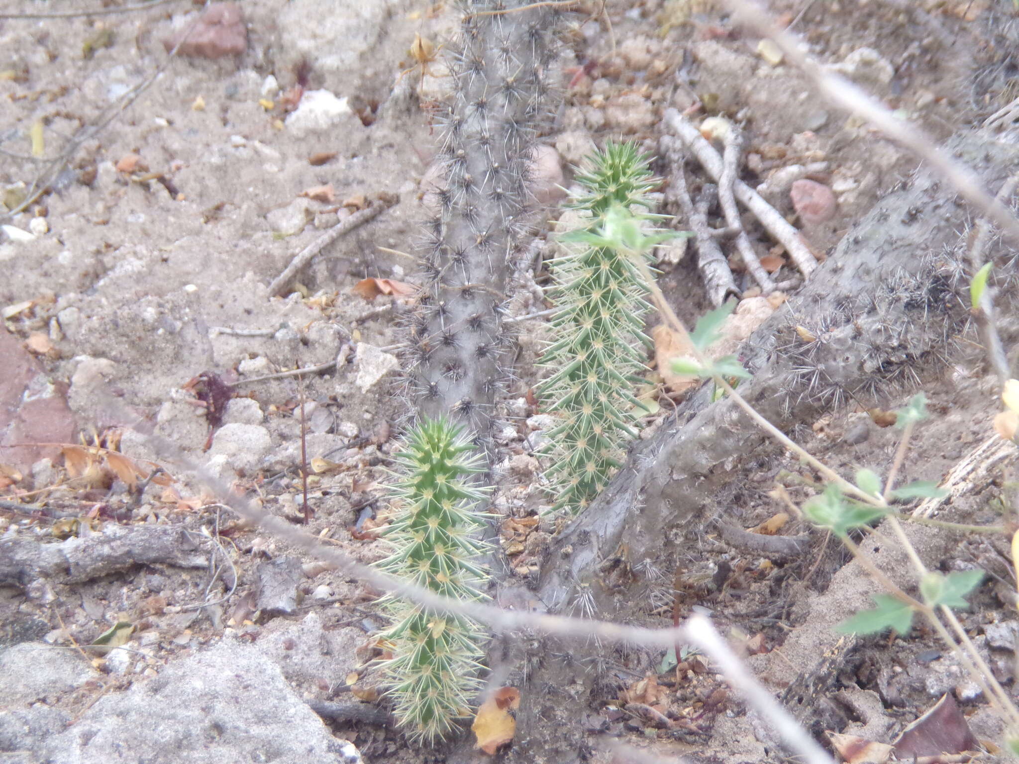 Image of Cylindropuntia alcahes (F. A. C. Weber) F. M. Knuth