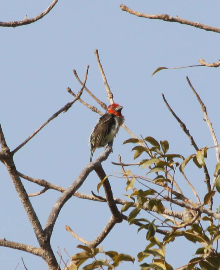 Image of Vieillot's Barbet