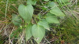 Image of dog violet