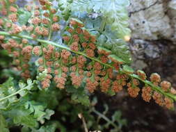 Image of Asplenium foreziense Le Grand ex Magnier