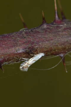 Phyllonorycter tenerella (de Joannis 1915)的圖片