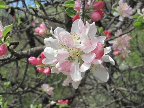 Plancia ëd Malus sylvestris subsp. orientalis (Uglitzk.) Browicz