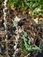 Image of field cudweed