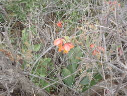 Image of Gladiolus equitans Thunb.