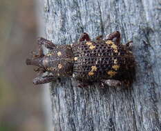 Image of Pissodes weevil