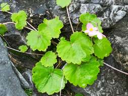 Image of Begonia uniflora S. Watson