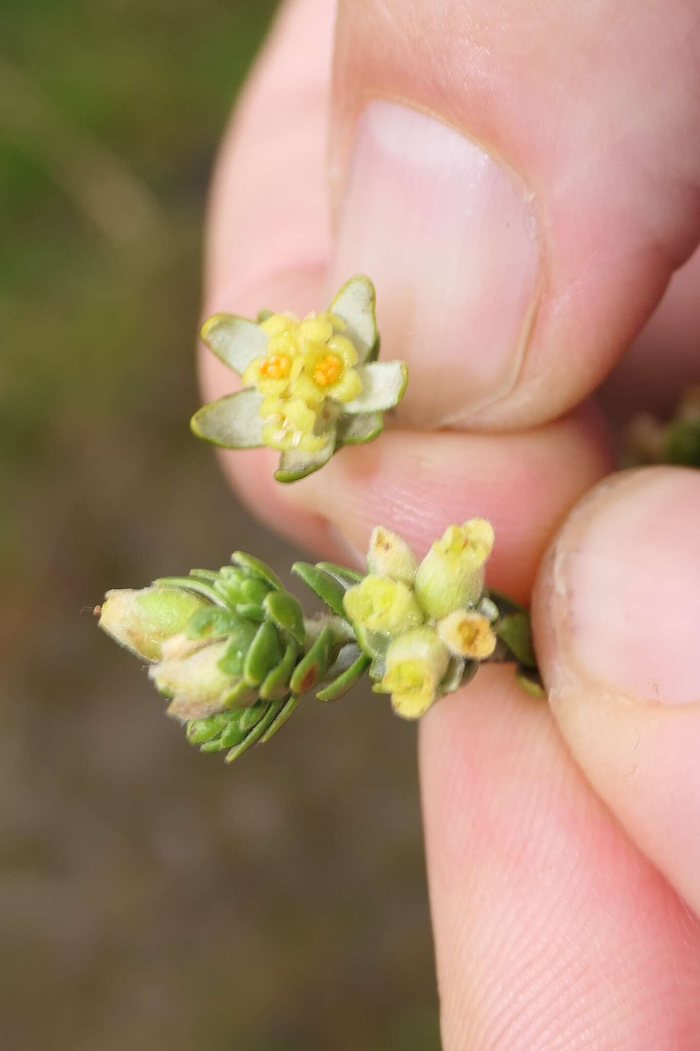 Image of Thymelaea lythroides Barratte & Murb.