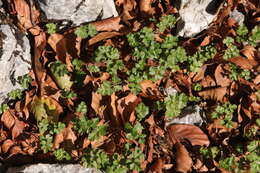 Image of Pimpinella siifolia Leresche