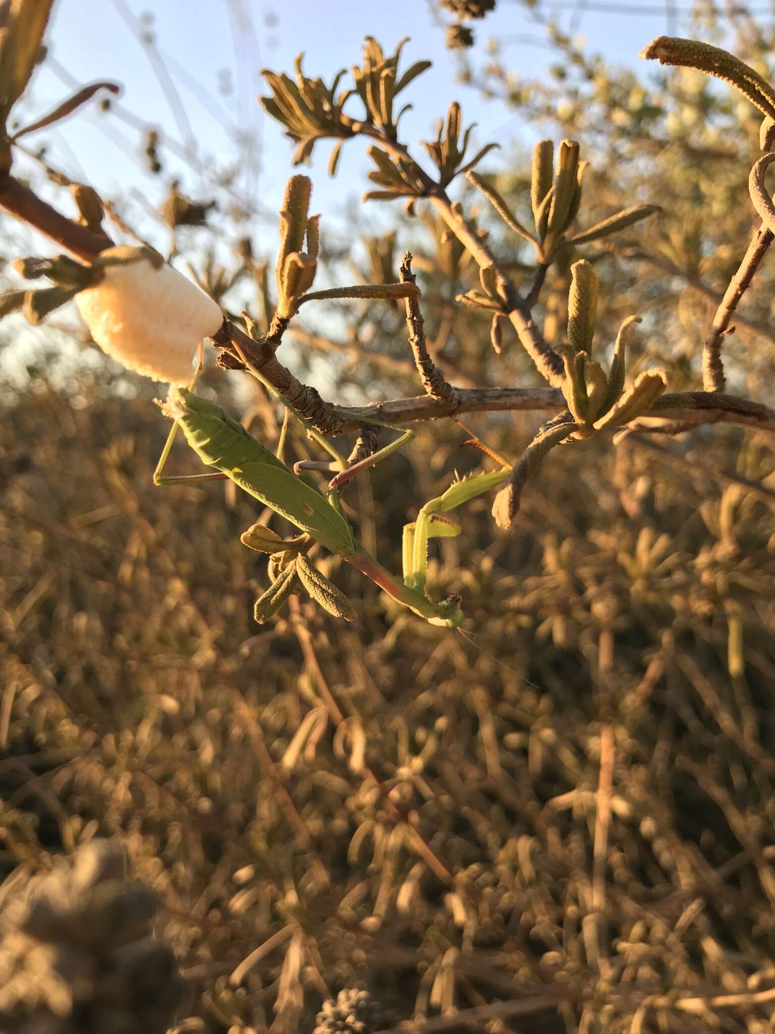 Image of California Mantis