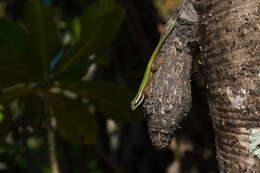 Image of Reunion Island ornate day gecko