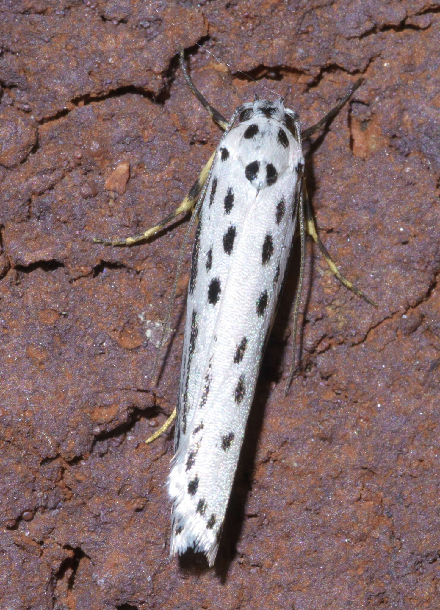 Image of Zeller's Ethmia Moth