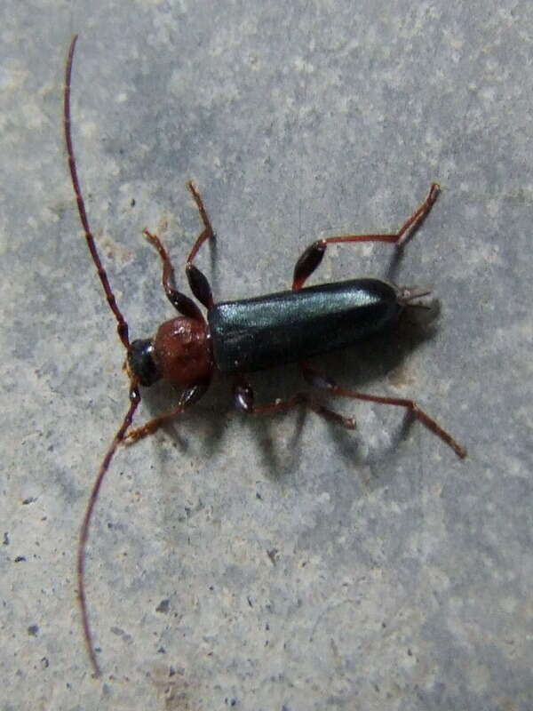 Image of Long-horned beetle