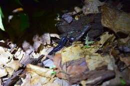 Image of Red-legged Salamander