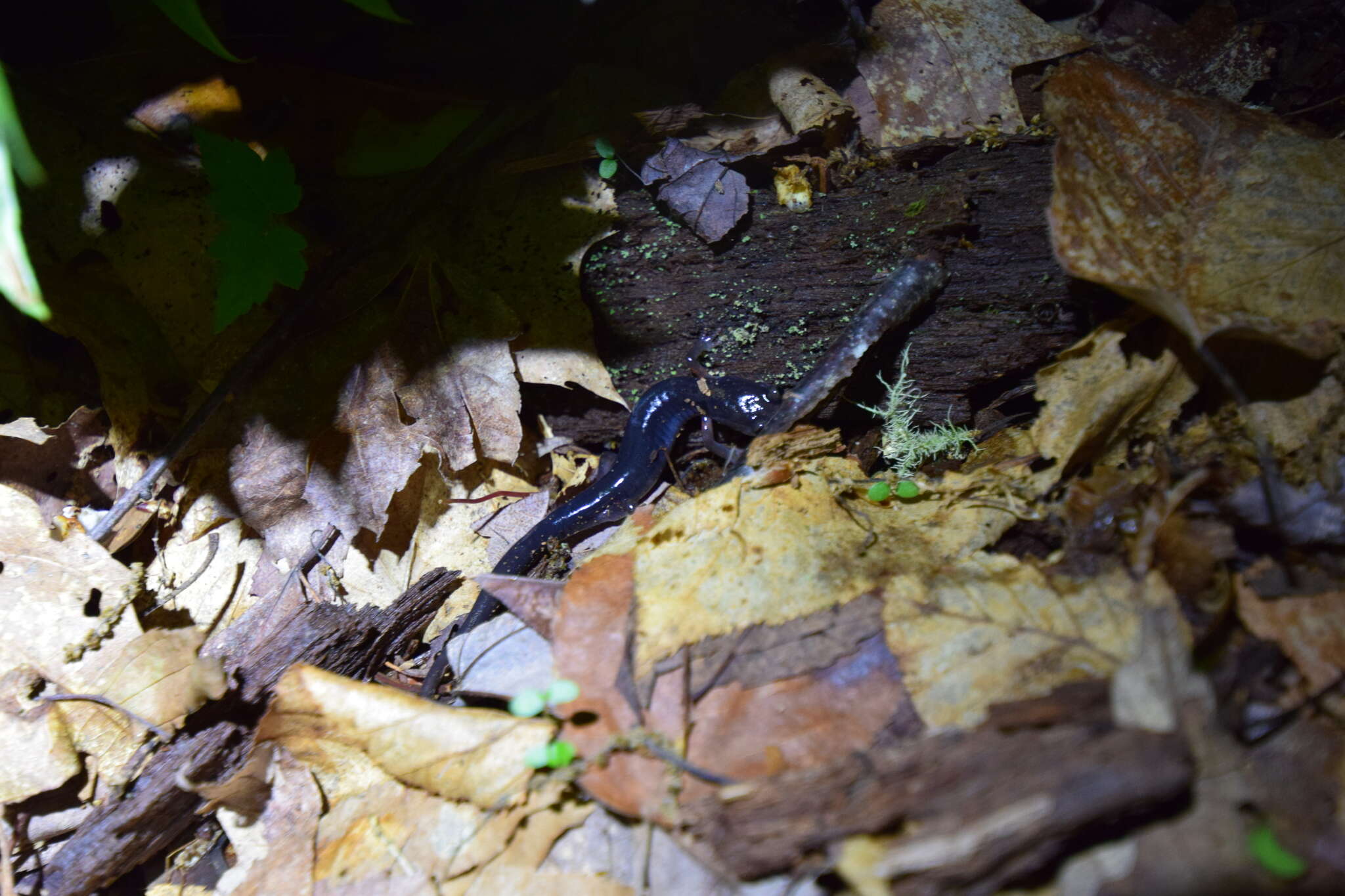 Image of Red-legged Salamander