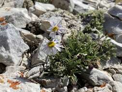 Image of rockslide yellow fleabane