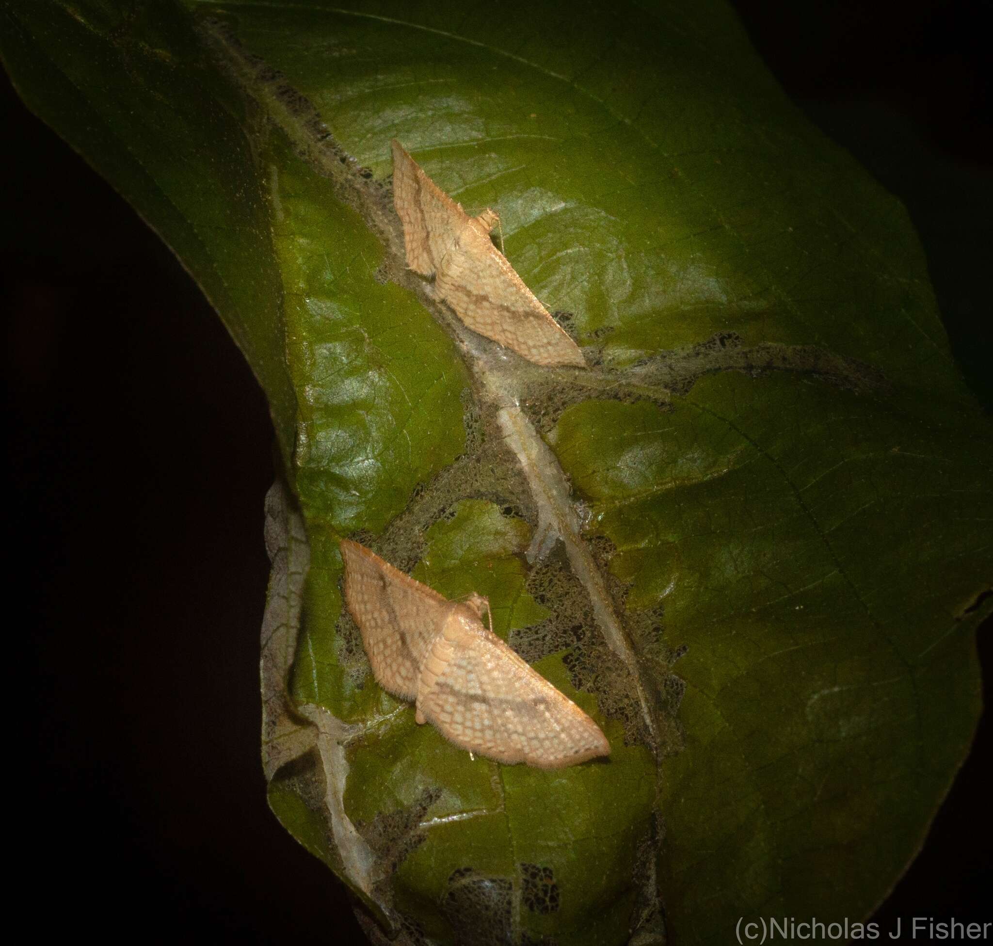 Image of Addaea subtessellata Walker 1866