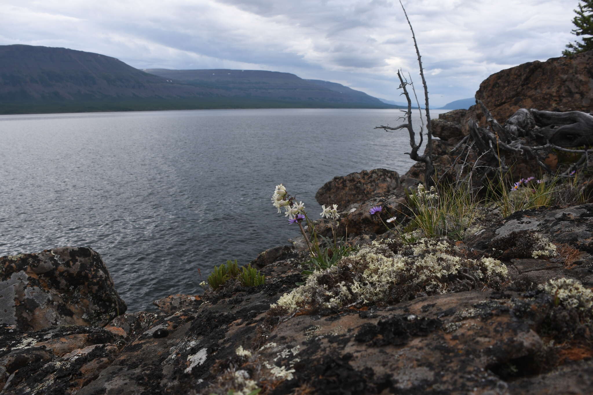 Image of Silene paucifolia Ledeb.