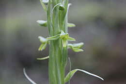 Image of Coenoemersa volcanica (Lindl.) R. González & Lizb. Hern.