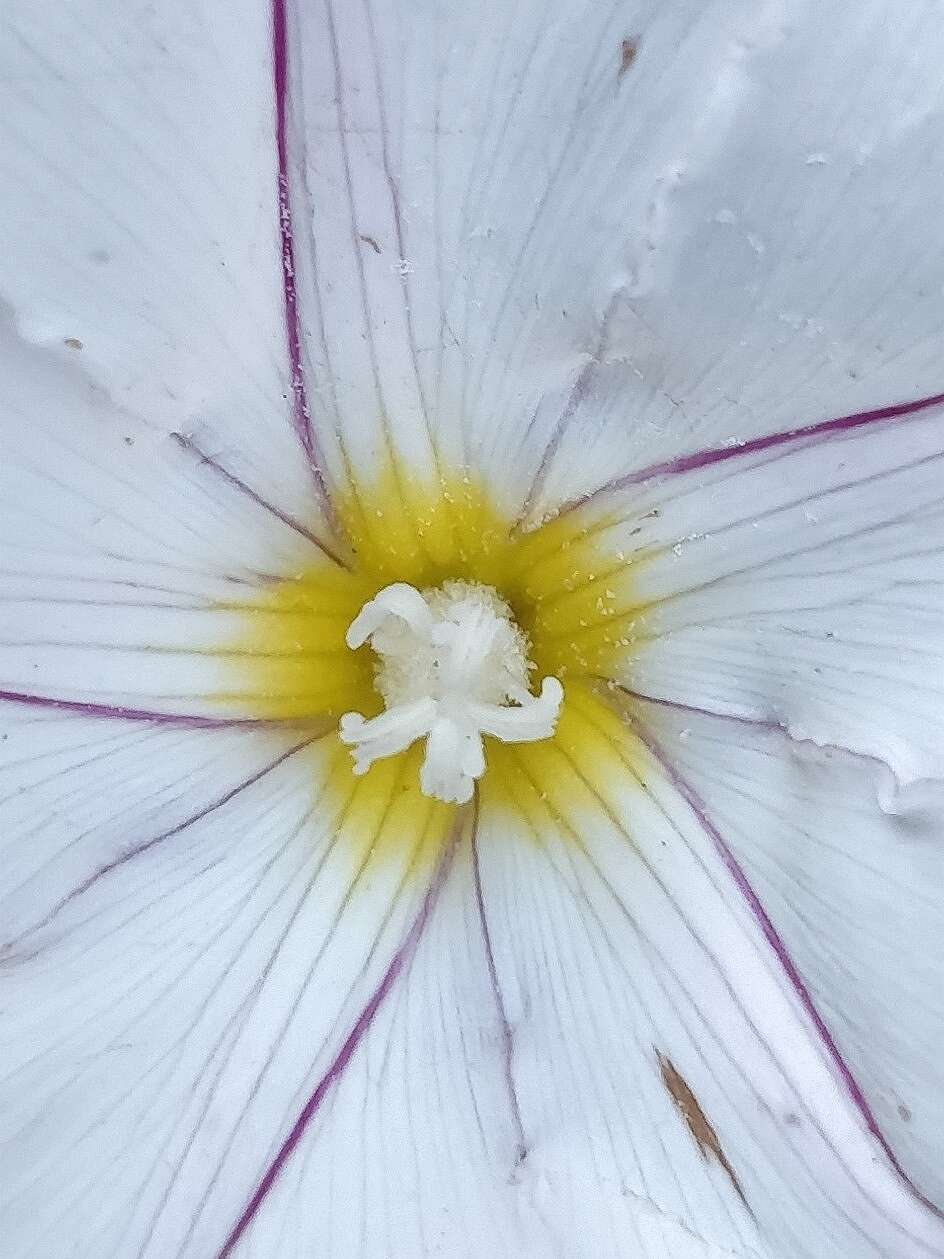 Plancia ëd Convolvulus massonii A. Dietr.