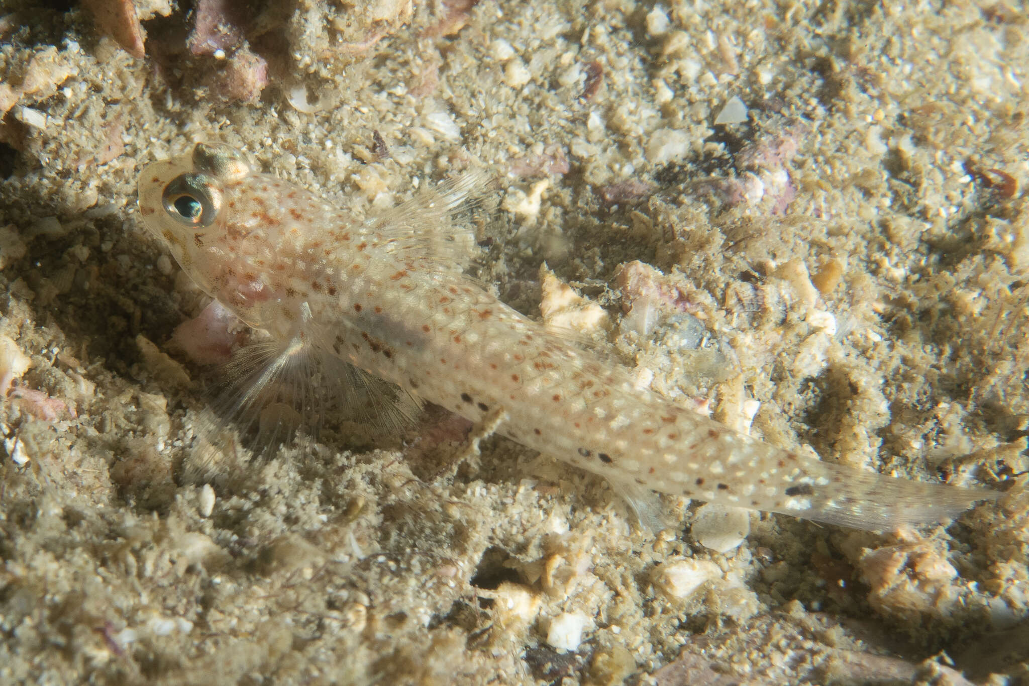 Sivun Istigobius campbelli (Jordan & Snyder 1901) kuva