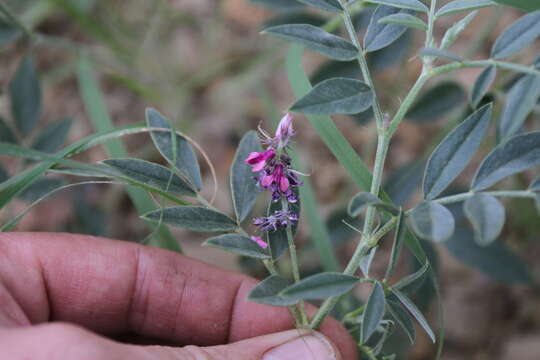 Image of Indigofera auricoma E. Mey.