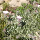 Слика од Convolvulus calvertii subsp. calvertii